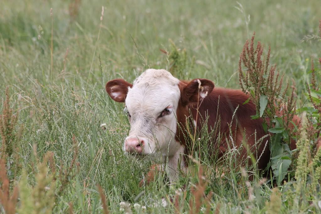 IMAGE: http://i268.photobucket.com/albums/jj8/bragosta/Firstphotos003.jpg