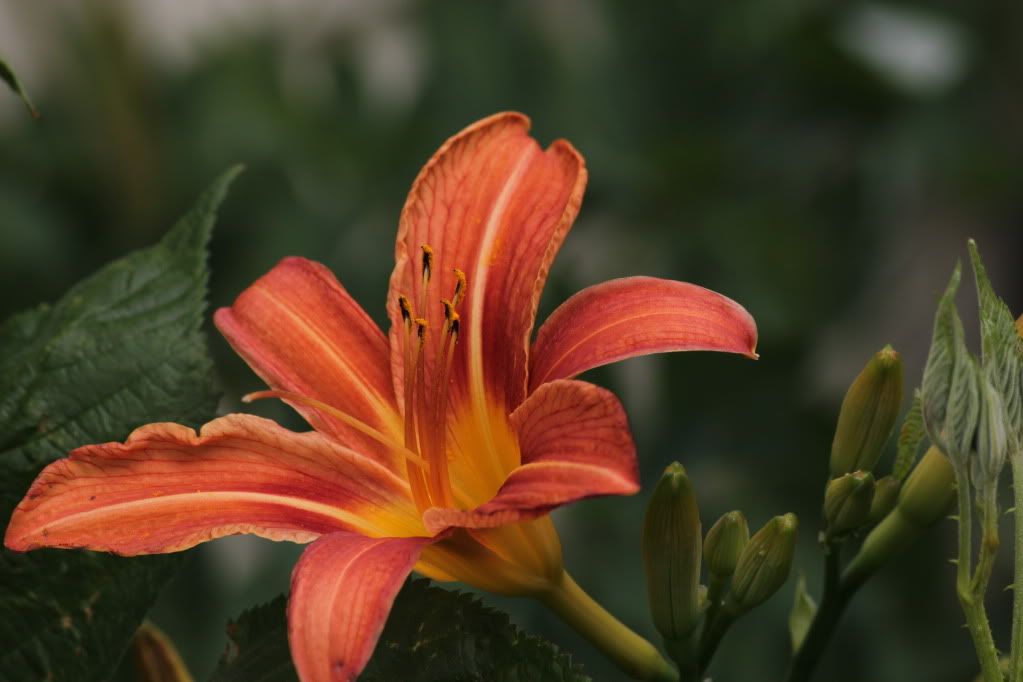 IMAGE: http://i268.photobucket.com/albums/jj8/bragosta/Firstphotos013.jpg