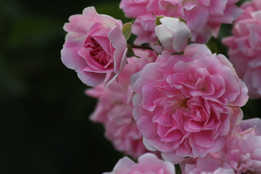 IMAGE: http://i268.photobucket.com/albums/jj8/bragosta/Firstphotos033.jpg