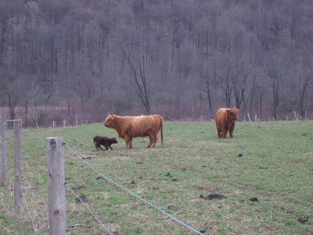 Scottish Highland calf - Cattle