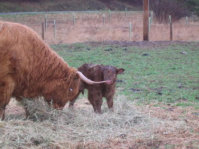 Scottish Highland calf - Cattle