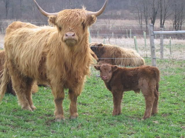Scottish Highland calf - Cattle