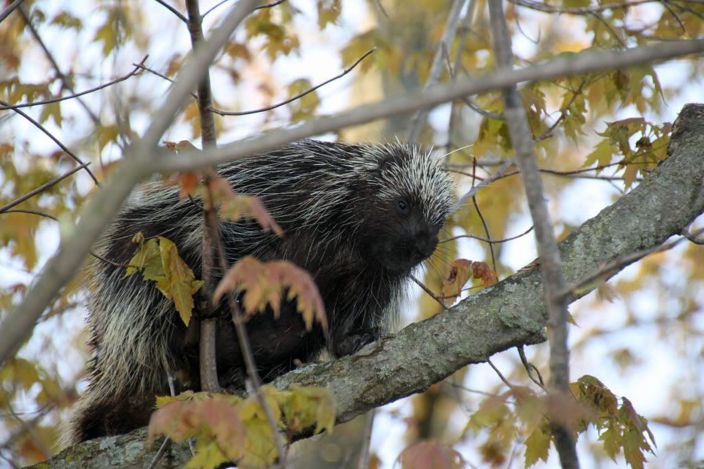 IMAGE: http://i268.photobucket.com/albums/jj8/bragosta/Porky.jpg