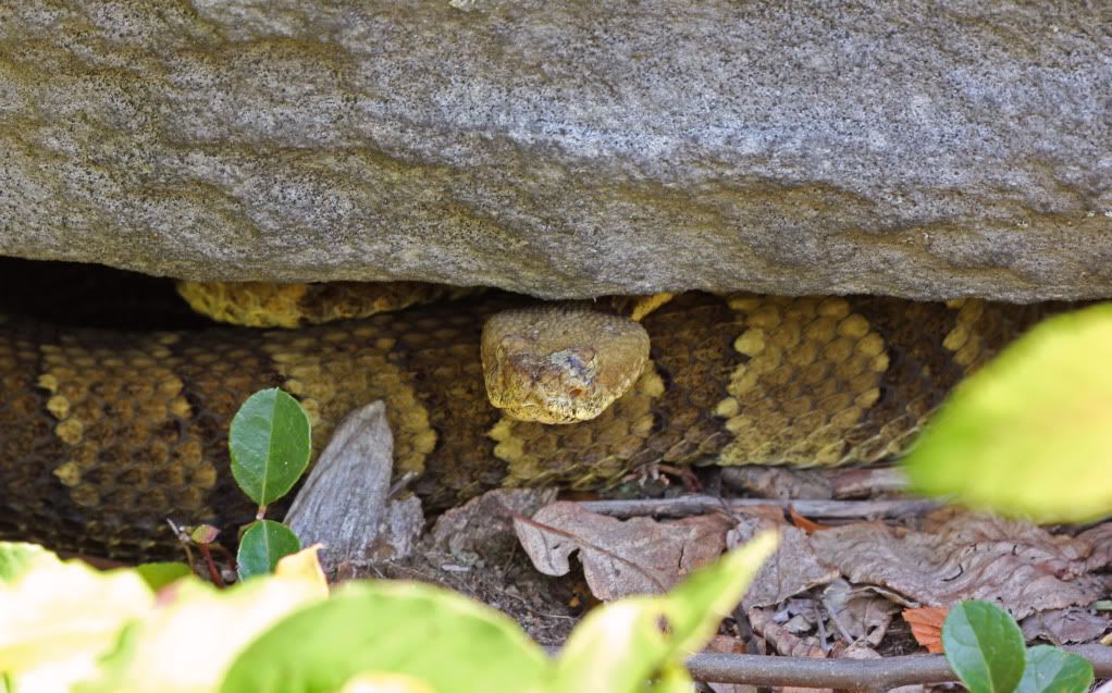 IMAGE: http://i268.photobucket.com/albums/jj8/bragosta/Yeller.jpg