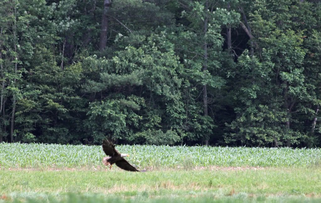 IMAGE: http://i268.photobucket.com/albums/jj8/bragosta/crop-2.jpg