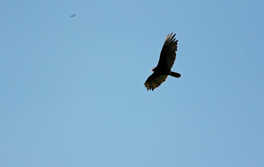 IMAGE: http://i268.photobucket.com/albums/jj8/bragosta/crop2.jpg