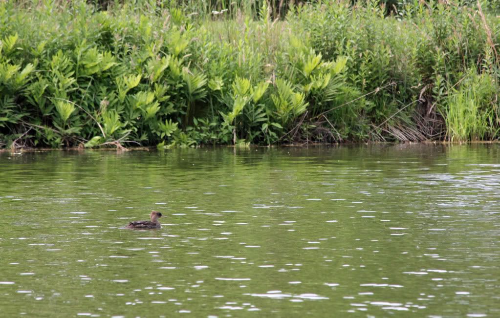 IMAGE: http://i268.photobucket.com/albums/jj8/bragosta/crop3.jpg