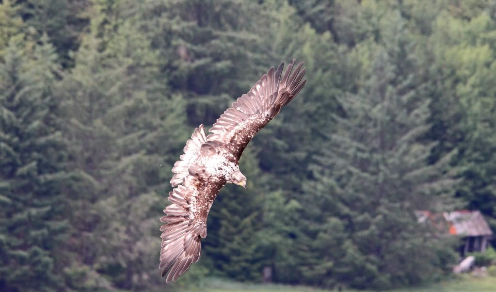 IMAGE: http://i268.photobucket.com/albums/jj8/bragosta/fly.jpg