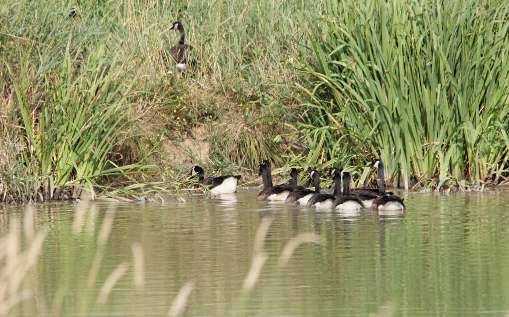 IMAGE: http://i268.photobucket.com/albums/jj8/bragosta/gaggle.jpg