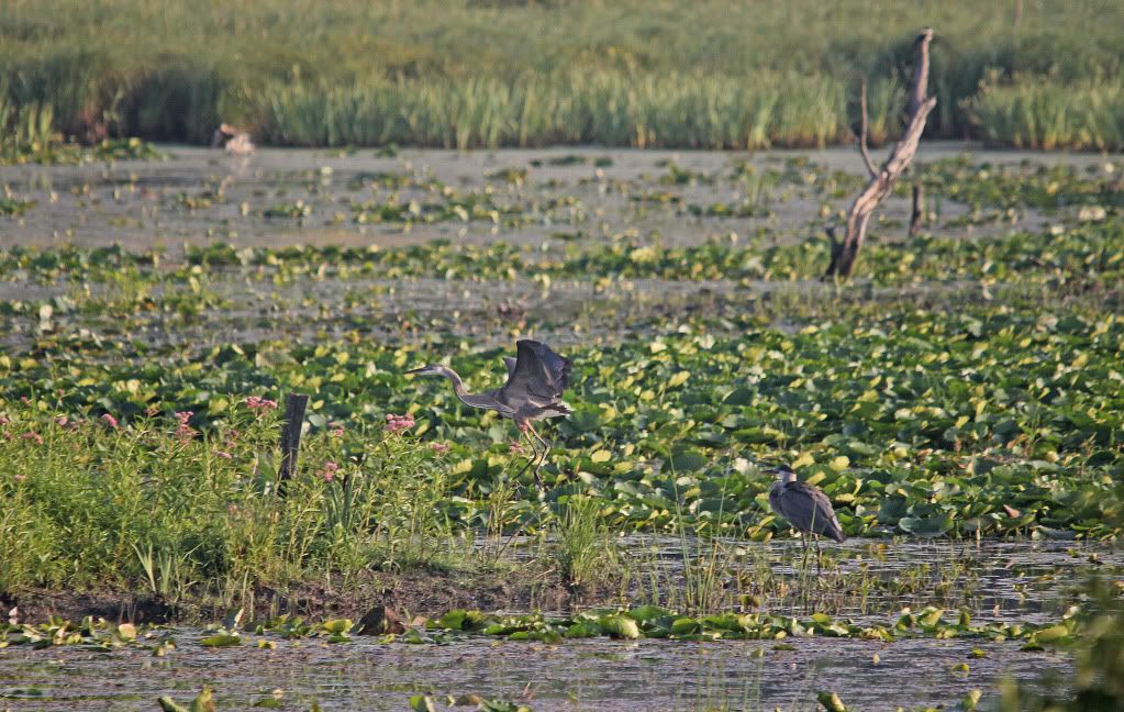 IMAGE: http://i268.photobucket.com/albums/jj8/bragosta/landinggear.jpg