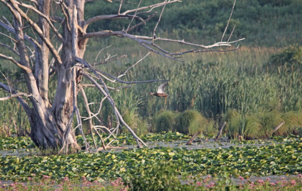 IMAGE: http://i268.photobucket.com/albums/jj8/bragosta/mallard-1.jpg