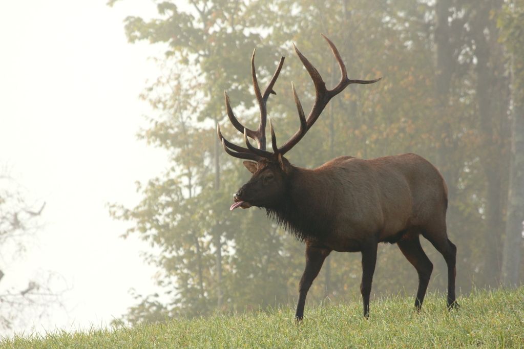 IMAGE: http://i268.photobucket.com/albums/jj8/bragosta/raspberries_zpsd19a4ee5.jpg