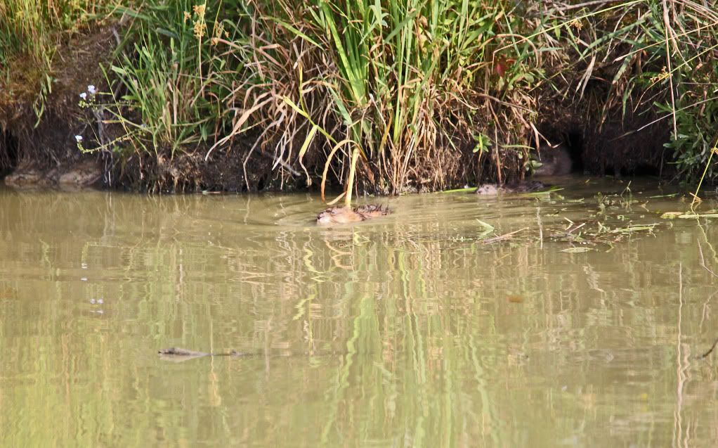 IMAGE: http://i268.photobucket.com/albums/jj8/bragosta/rats.jpg