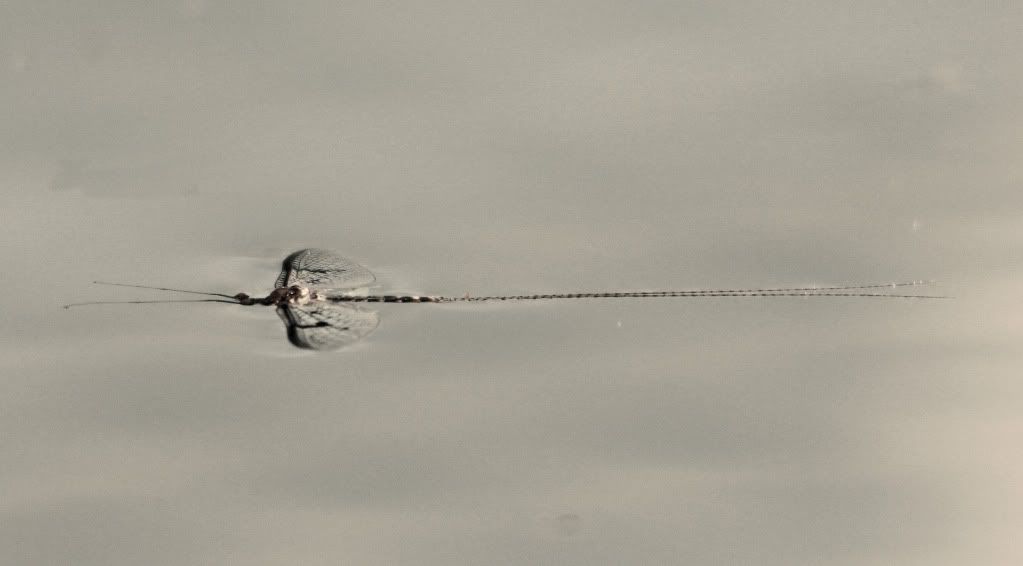 IMAGE: http://i268.photobucket.com/albums/jj8/bragosta/spinner.jpg