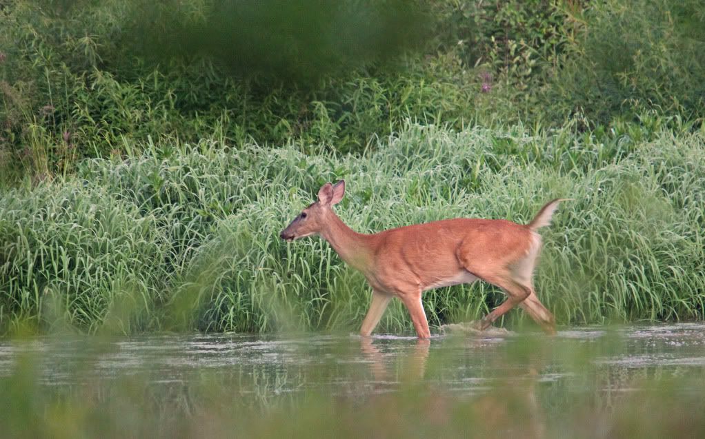 IMAGE: http://i268.photobucket.com/albums/jj8/bragosta/splash.jpg