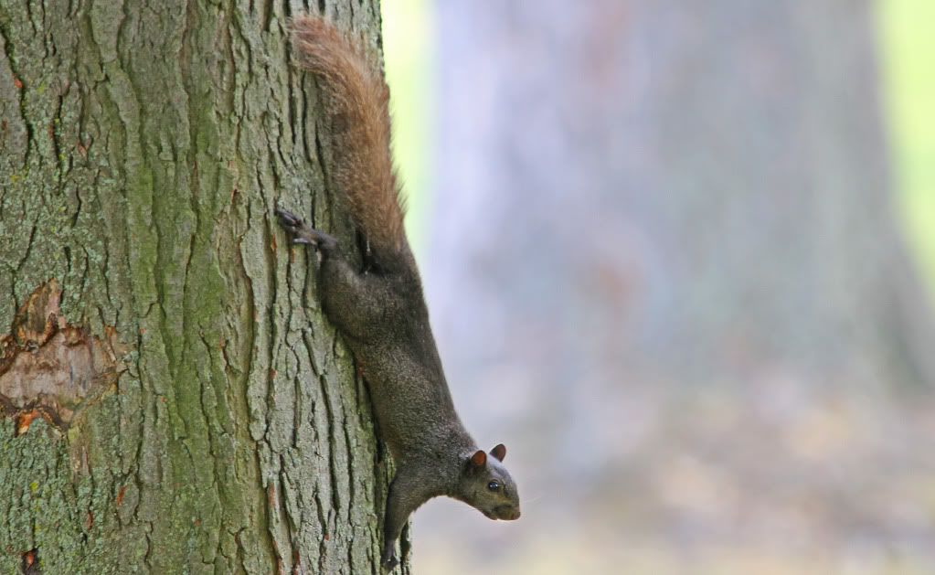 IMAGE: http://i268.photobucket.com/albums/jj8/bragosta/squirrel.jpg