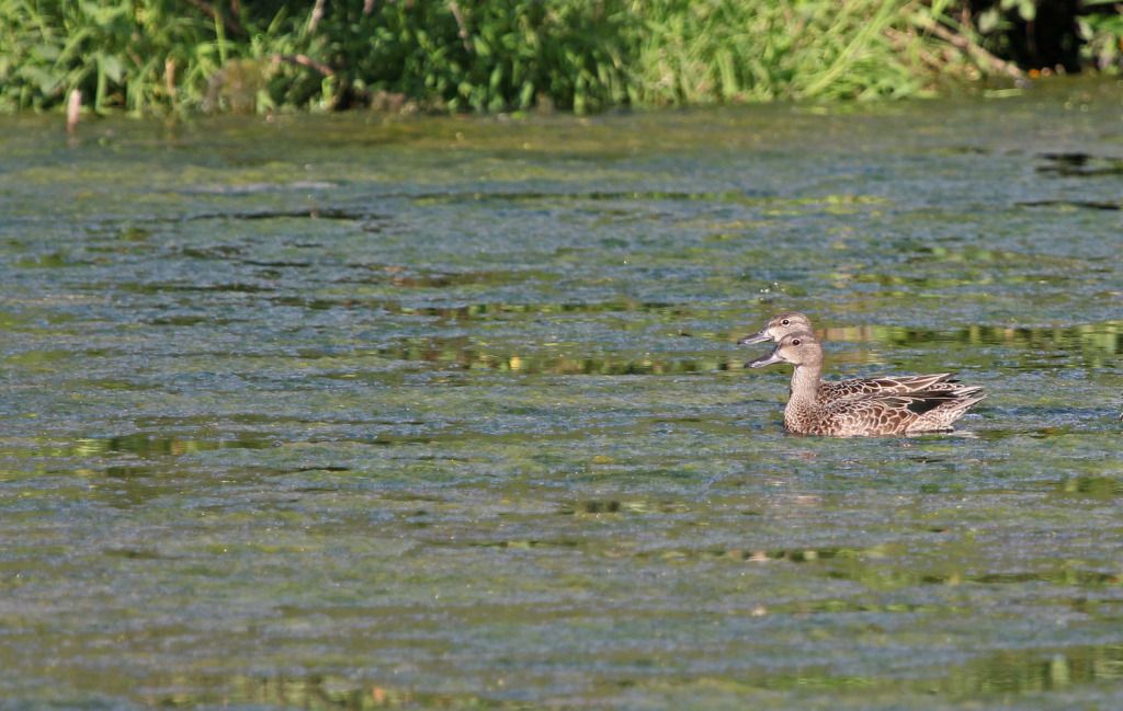 IMAGE: http://i268.photobucket.com/albums/jj8/bragosta/tightcrop.jpg