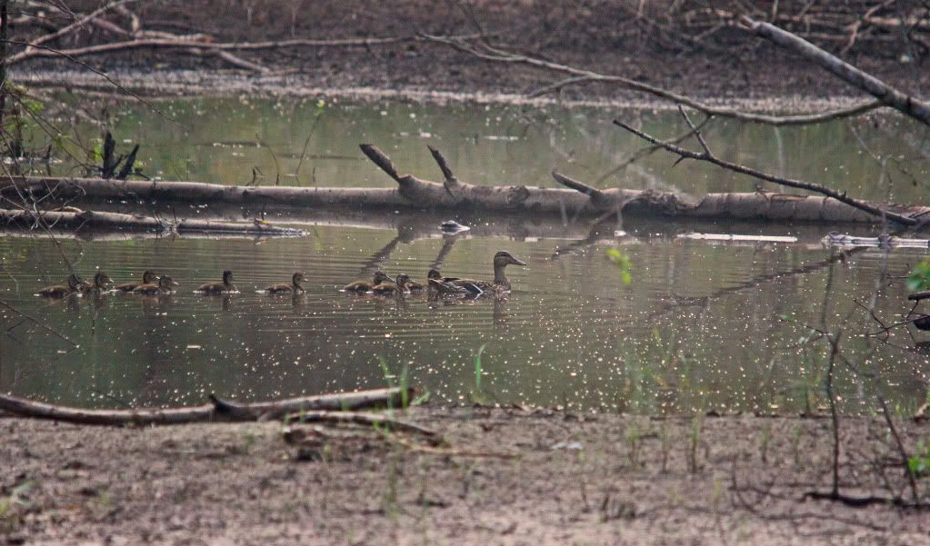 IMAGE: http://i268.photobucket.com/albums/jj8/bragosta/troop.jpg