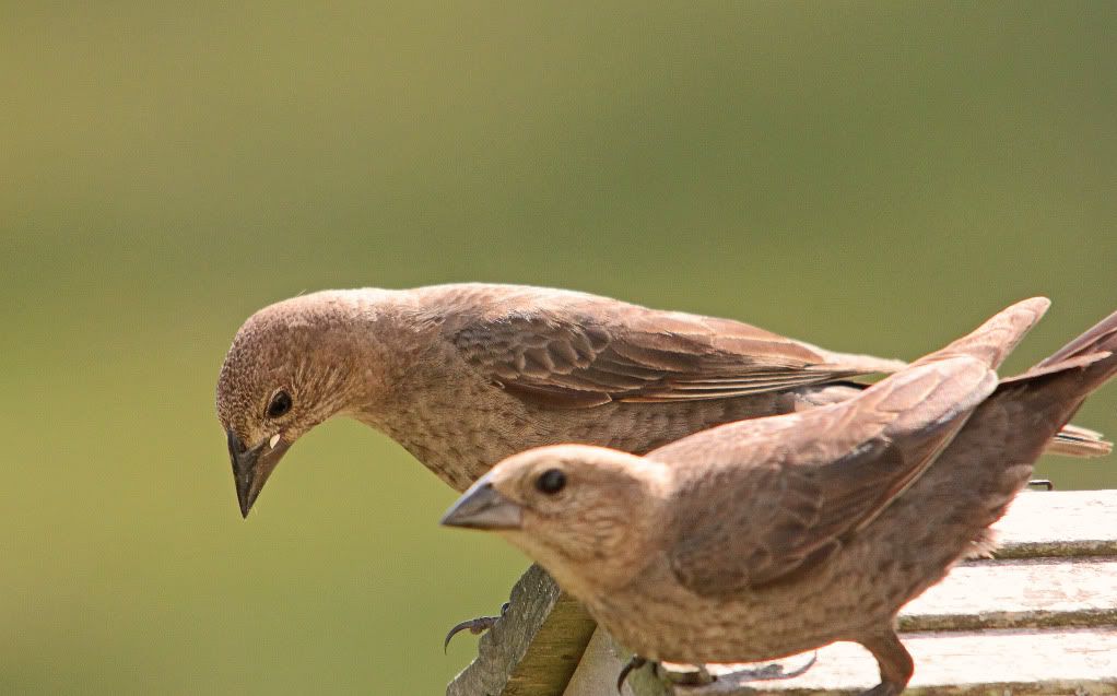 IMAGE: http://i268.photobucket.com/albums/jj8/bragosta/two.jpg