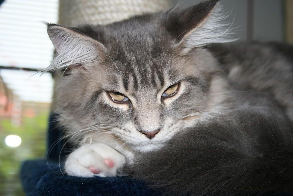 [img width=1024 height=683]http://i268.photobucket.com/albums/jj8/norma1963/001-4.jpg[/img]