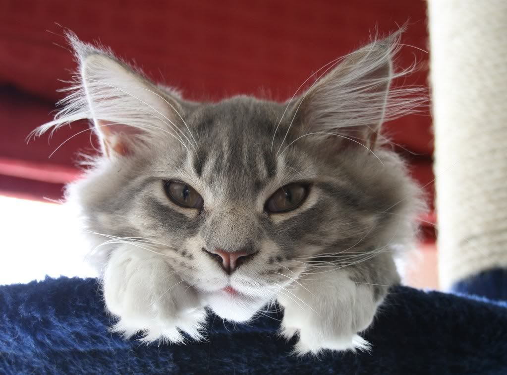 [img width=1023 height=756]http://i268.photobucket.com/albums/jj8/norma1963/001-5.jpg[/img]