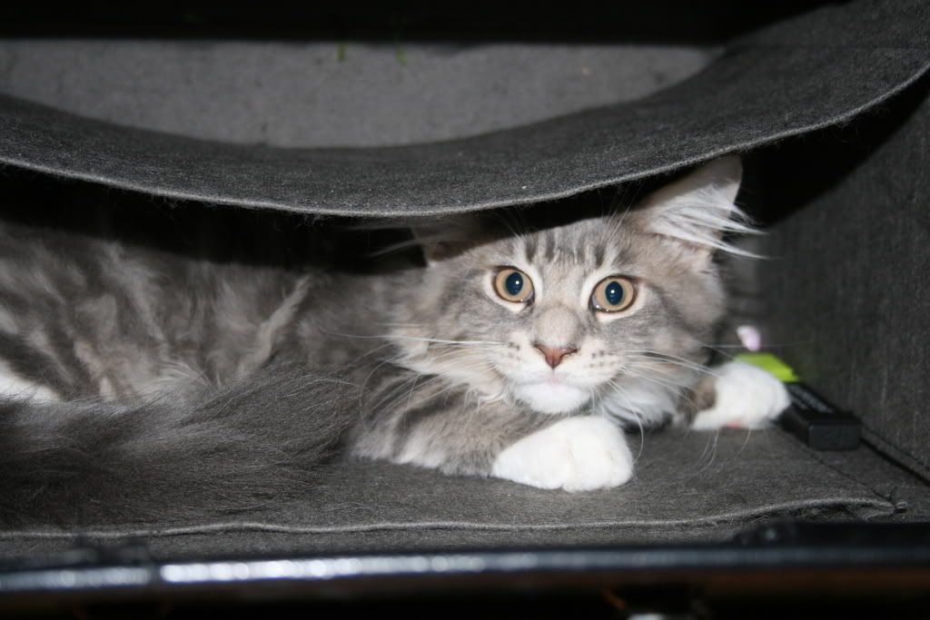 [img width=1024 height=683]http://i268.photobucket.com/albums/jj8/norma1963/010-2.jpg[/img]