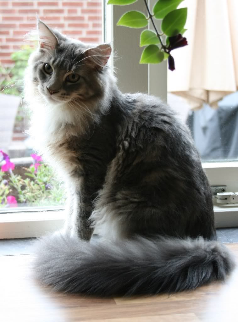 [img width=757 height=1024]http://i268.photobucket.com/albums/jj8/norma1963/018-3.jpg[/img]