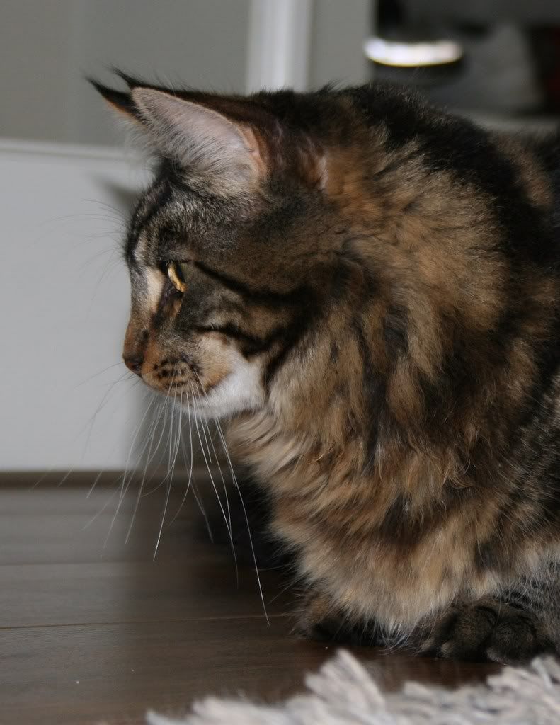 [img width=791 height=1024]http://i268.photobucket.com/albums/jj8/norma1963/020-3.jpg[/img]