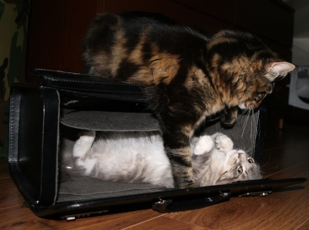 [img width=1024 height=760]http://i268.photobucket.com/albums/jj8/norma1963/021.jpg[/img]