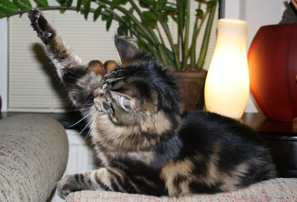 [img width=1023 height=697]http://i268.photobucket.com/albums/jj8/norma1963/024.jpg[/img]