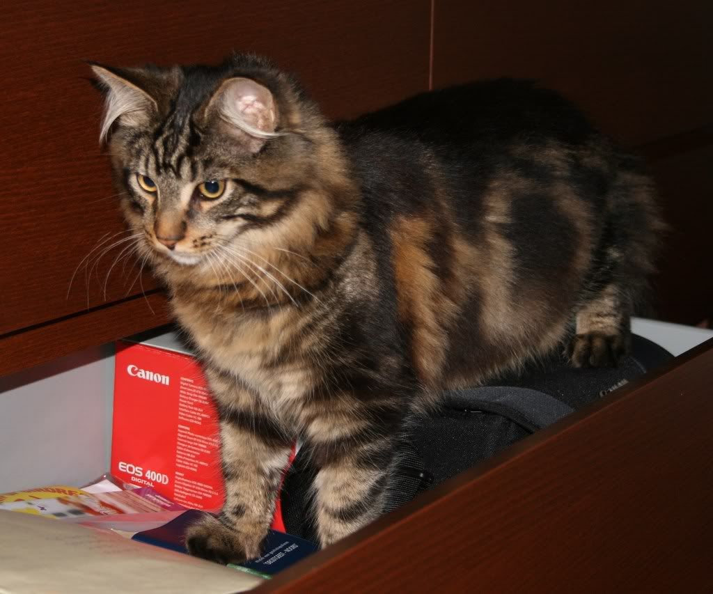 [img width=1024 height=853]http://i268.photobucket.com/albums/jj8/norma1963/031-1.jpg[/img]