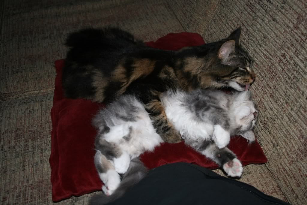 [img width=1024 height=683]http://i268.photobucket.com/albums/jj8/norma1963/034-1.jpg[/img]