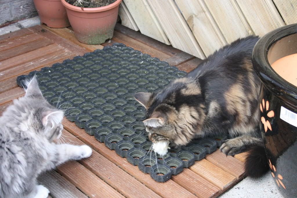 [img width=1024 height=683]http://i268.photobucket.com/albums/jj8/norma1963/038-1.jpg[/img]