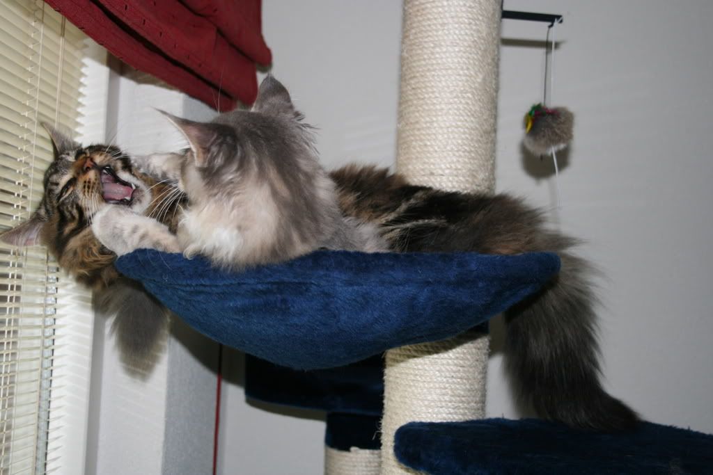 [img width=1024 height=683]http://i268.photobucket.com/albums/jj8/norma1963/043-3.jpg[/img]