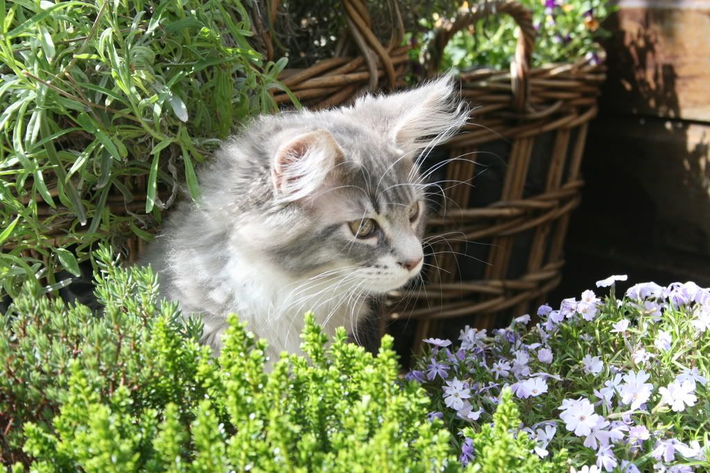 [img width=1024 height=683]http://i268.photobucket.com/albums/jj8/norma1963/048-1.jpg[/img]