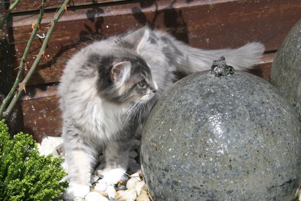 [img width=1024 height=683]http://i268.photobucket.com/albums/jj8/norma1963/049.jpg[/img]