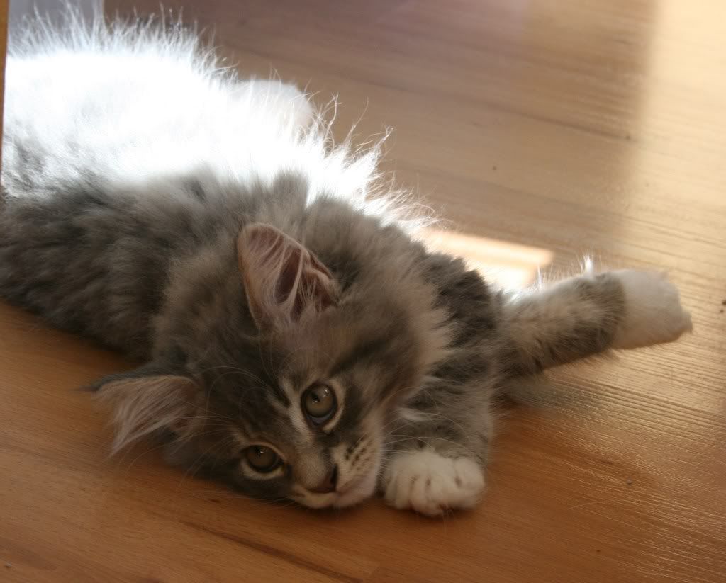 [img width=1024 height=823]http://i268.photobucket.com/albums/jj8/norma1963/075.jpg[/img]