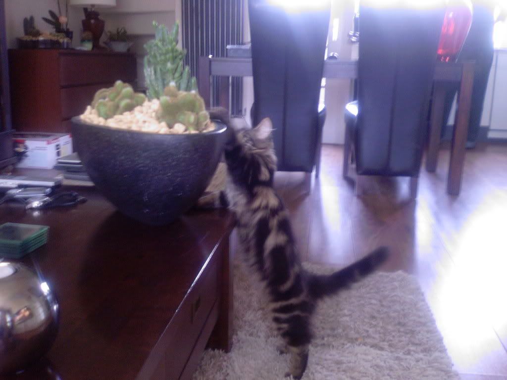 [img width=1024 height=768]http://i268.photobucket.com/albums/jj8/norma1963/Photo-0140.jpg[/img]