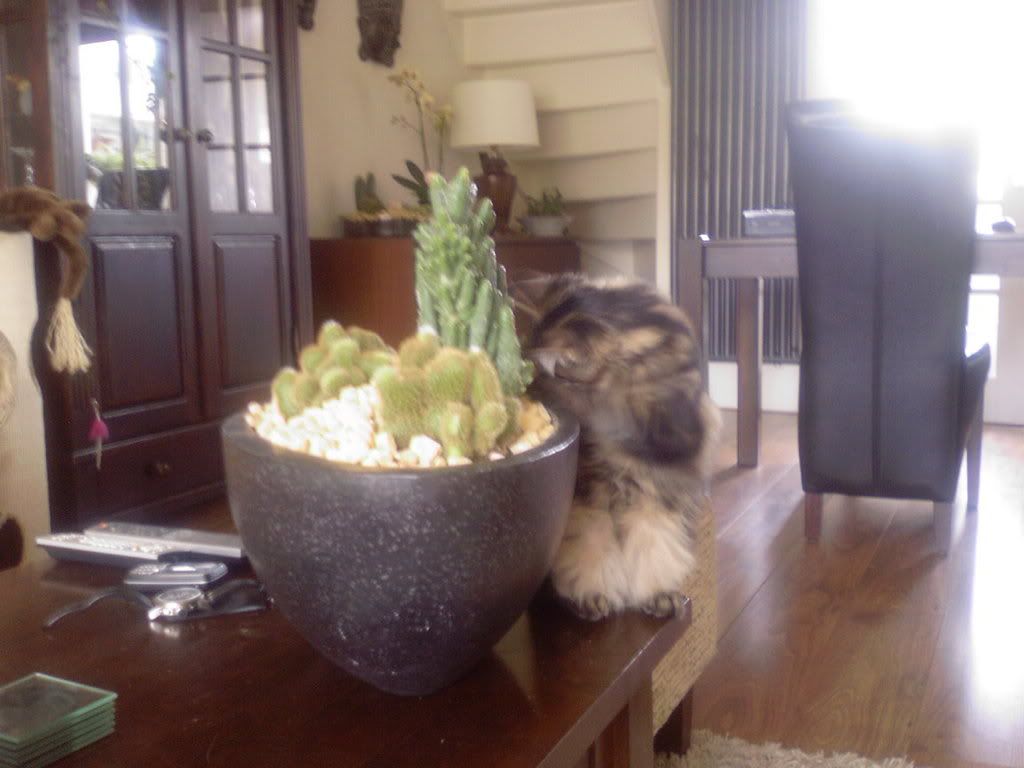 [img width=1024 height=768]http://i268.photobucket.com/albums/jj8/norma1963/Photo-0141.jpg[/img]