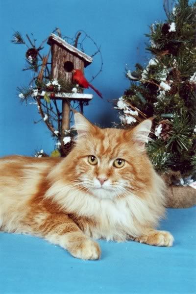 [img width=400 height=600]http://i268.photobucket.com/albums/jj8/norma1963/mcjack07.jpg[/img]