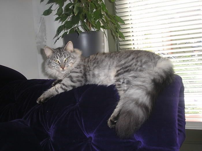 [img width=700 height=524]http://i268.photobucket.com/albums/jj8/norma1963/siep.jpg[/img]