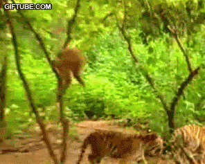 th_monkeytiger.gif