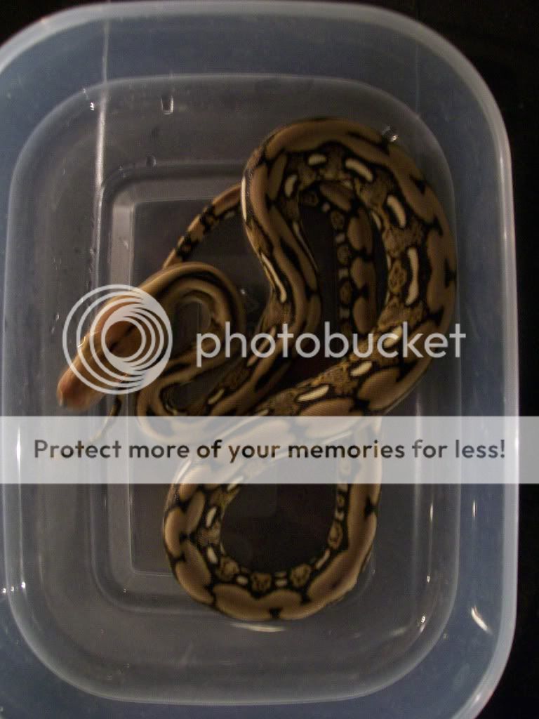 TIGER RETIC (poss het amel) last one | Reptile Forums