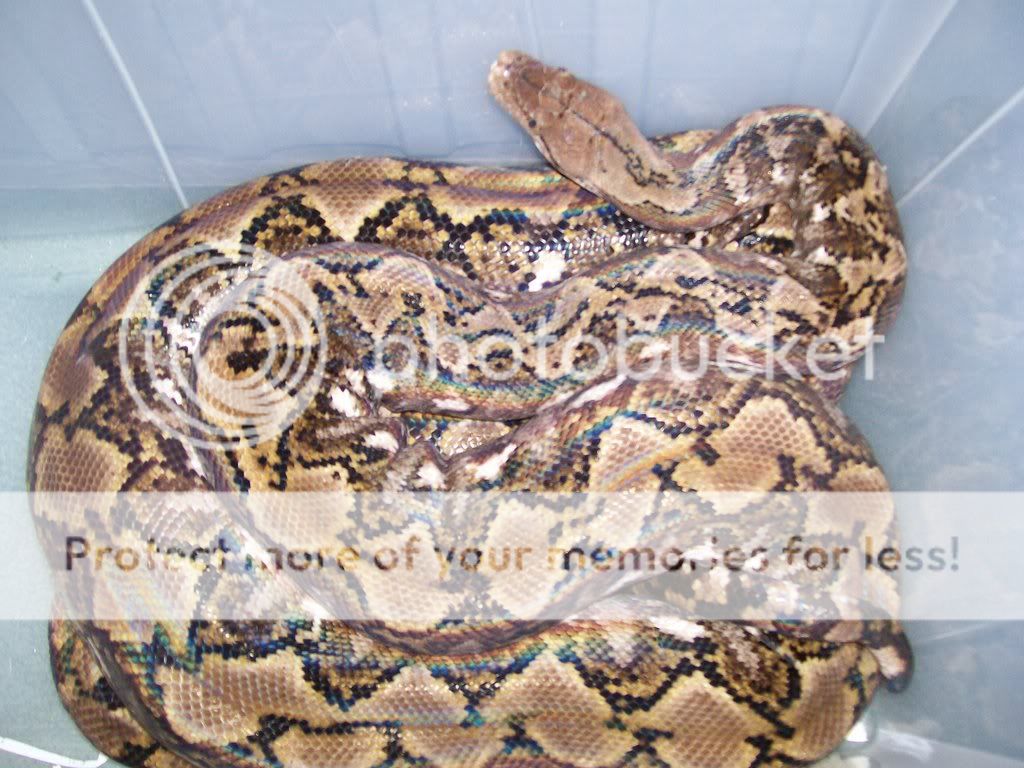 Adult Jampea retic pics please | Reptile Forums