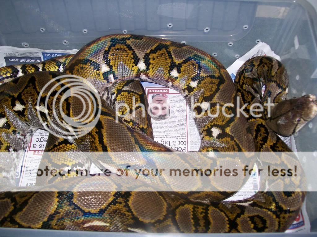 NW England - Proven het caramel t+ male retic | Reptile Forums