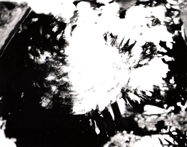 [PokeCommunity.com] B&W Photography