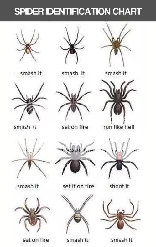 Illinois Spiders Identification Chart