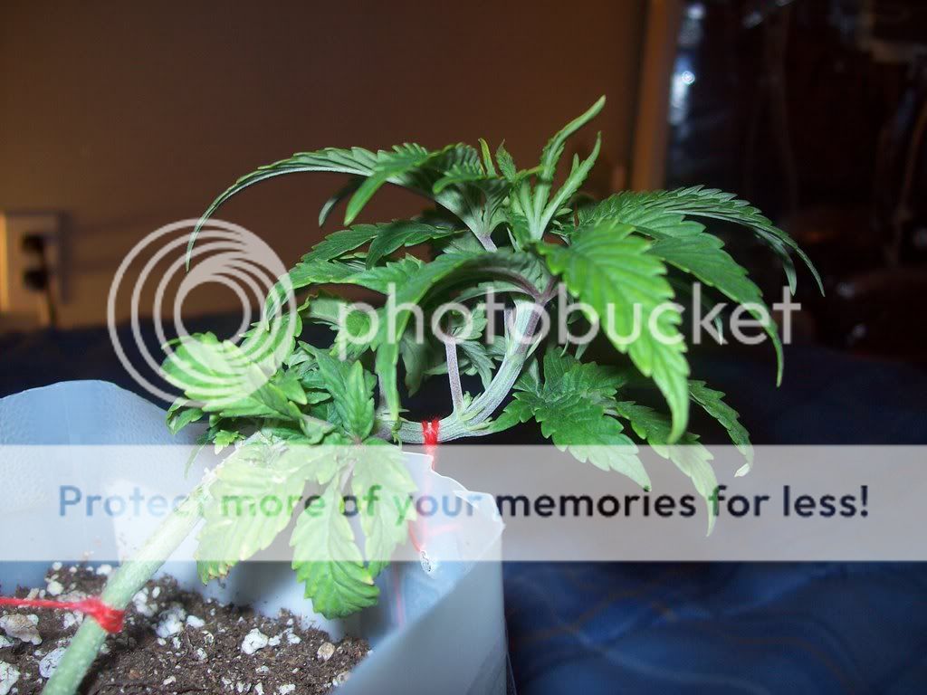 LST on my 3 week old plant *pics* | Grasscity Forums - The #1 Marijuana ...