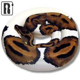 PIE BALD PYTHON!!! Photo by abberz716 | Photobucket