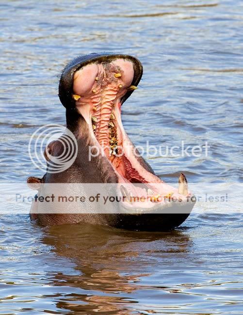 Hippo-Yawn.jpg